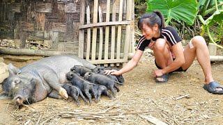 farm pigs have given birth to treasures - Build a farm / Ban Thi Diet'