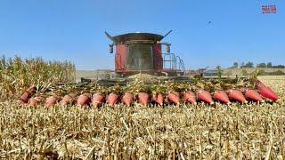 16 ROW CORN HEAD Combines Harvesting