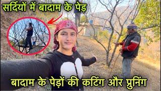 सर्दियों में बादाम के पेड़ों की कटिंग और प्रुनिंग || Almond orchard || Pahadi lifestyle vlog || GFN