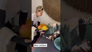  НОРМАЛЬНЫЕ СОБАКИ VS МОЯ 