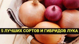 5 лучших сортов и гибридов лука для выращивания в средней полосе России