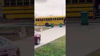 Golden Brings His Sister To The School Bus Every Day | The Dodo