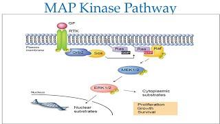 Fibroblast Growth factor (FGF) and signaling pathway/MAPK Signaling Pathway