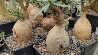 Природные экземпляры Adenium somalense в моей коллекции