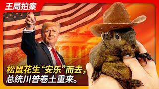 State of Play in China:Squirrel Peanut "peacefully" departs, President Trump makes a comeback.