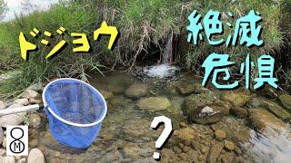 河原の落ち込みで【絶滅危惧種】のドジョウを探してみた