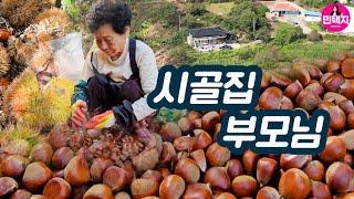 고생하시는 부모님 시골집에 밤농사를 돕고왔습니다