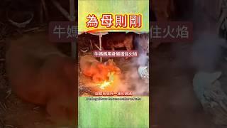 【眾生佛前渡】為母則剛，牛棚失火，牛媽媽用身軀阻止火勢蔓延向剛出生的牛寶寶 #正能量 #母愛 #禪  #溫情 #感動 #母性