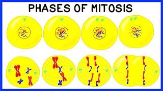 Phases of Mitosis and Cell Division