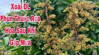 Rửa Hoa Sau Khi Gặp Mưa, Xoài ĐL | VTK.CHANNEL