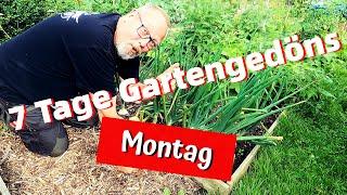 7 Tage Gartengedöns / Teil 2 / Montag / eigenes Grünkohl - Saatgut gewinnen