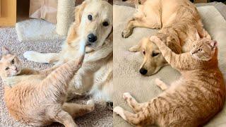 Grieving Cat Adopts A Sweet Golden Retriever  | The Cat Chronicles