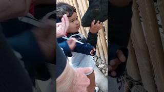 A 2 year old feeding a Goat#shorts #trendingshorts #viralshorts