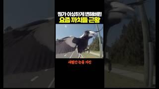 뭔가 이상하게 변해버린 요즘 까치들 근황.. 와 뭐냐 ㄷㄷㄷ