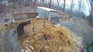 Pigs fights off bear