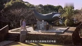 几分钟看完美国经典纪录片《海豚湾》