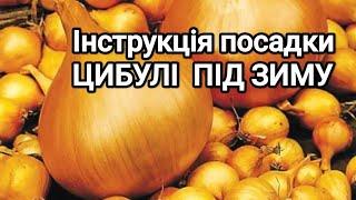 Посадка озимої цибулі. Простий перевірений метод. Чим обробляти, що підкладати