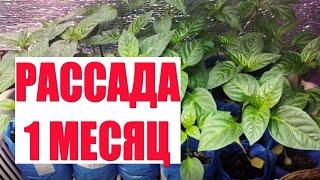 Весенние хлопоты продолжаются / Побег из мегаполиса