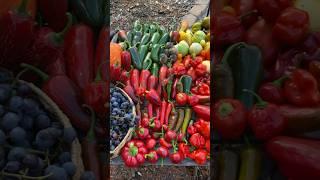 A beautiful and colorful garden harvest! #gardenharvest #harvest #growyourownfood #growfood #garden