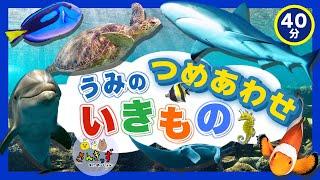 【海のいきもの大集合】子供向け 水族館の知育動画まとめpart5 うみのいきもの お魚さんがたくさん登場するよ 【40分連続再生】イルカ サメ ウミガメ