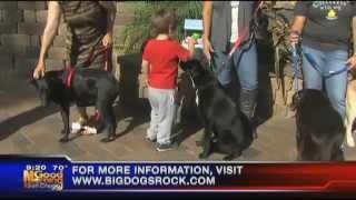 Labradors and Friends on KUSI, with Darlene White, San Diego Animal Support Foundation