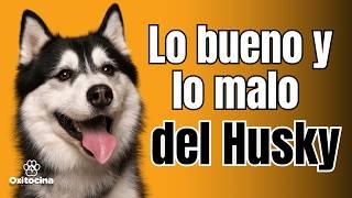 ¿El compañero perfecto o un escapista experto? Conoce al Husky Siberiano