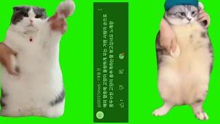 | 춤 추는 고양이 밈 크로마키 공유 | Dancing cat meme green screen |