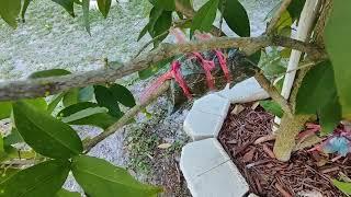 Fruit Trees Are Blooming And Fruiting