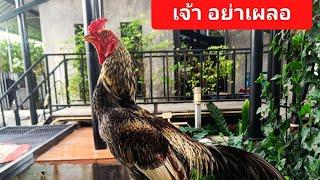 เจ้า อย่าเผลอไก่พม่าขาติดสปริง!!!