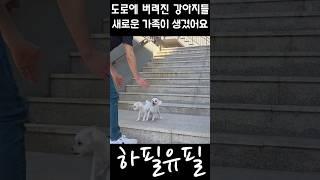 인적이 드문 외진 도로에 버려진 강아지남매에게 일어난 기적 2탄