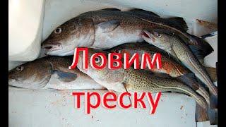 Ловля трески в Балтийском море