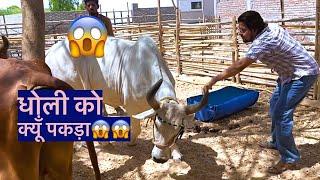 धोली को क्यूँ पकड़ रहे है?#baawalechorevlogs  #cowvlog #baawalechorecows #dailyvlog