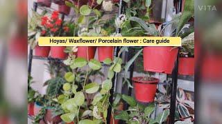 Hoya Plant / Waxflower/ Porcelain flower Plant Care