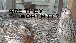 Things I Wish I Knew Before Raising Coturnix Quails