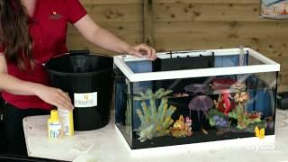 How to Maintain Your Fish Tank | Hayes Garden World