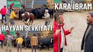 İTHAL DANA YÜKLEME VE SEVKİYAT