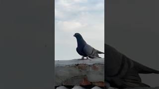 shahjahanpuri pigeon amazing landing  part 7 | #pigeon #kabootar #shortsfeed #shorts