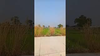 Part 1 of General Talk Rice Thailand Bitcoin