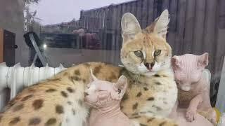 Killer Serval Supervision: A Mighty Protector for Sphynx Kittens