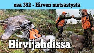 Osa 382 - Hirvijahdissa - 2024/2025