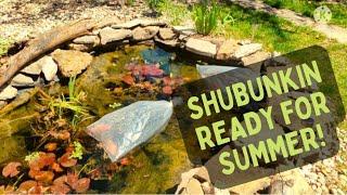 How to Breed Shubunkin Goldfish Outside in the Summer Successfully.