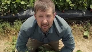 Strawberry Plasticulture with Mark Hoffmann, NC State Extension Small Fruits Specialist