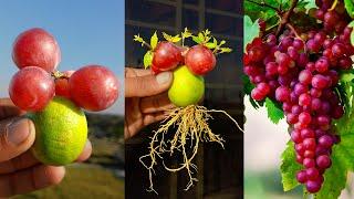 How to grow Grape plant at home from fruit || Best method for home planting