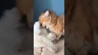 acting weird #funnycats  #shorts