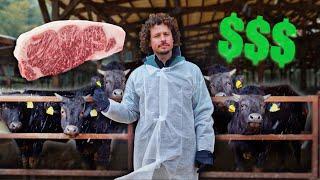 Así se hace la carne más cara del mundo: KOBE $$$ | ¡Vacas millonarias! 