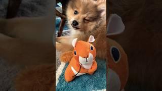 You found me! ️ #pomeranian #puppies #shorts #shortsfeed #shortsvideo #short #cute #funny #dog