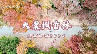 大棠紅葉情報2024 | 聖誕節好去處 | 香港行山 | 航拍 | 4K