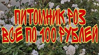 Питомник роз. Все по 100 рублей. Нижнегорский район.Крым 2020