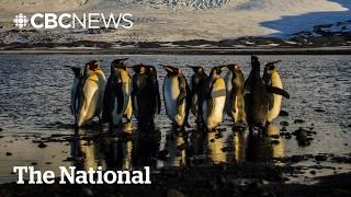 Trump’s tariffs target a U.S. airbase and penguins