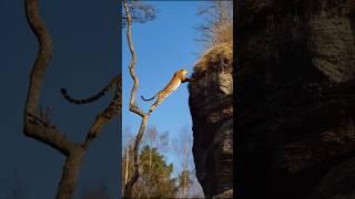 Leopard’s Epic Jump FAIL Caught on Camera! #ai #wildlife #ytshorts #shortsvideo #viralvideo